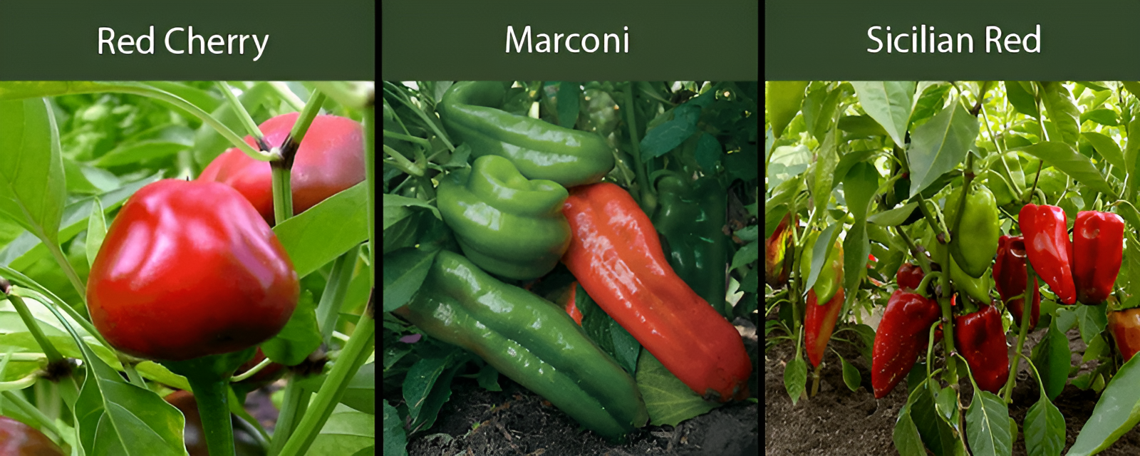 red cherry peppers marconi peppers icilian red peppers